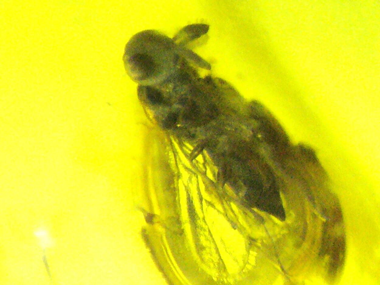 Amber With Inclusions