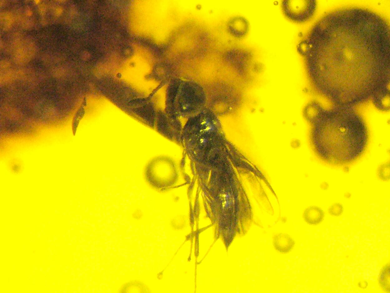 Amber With Inclusions