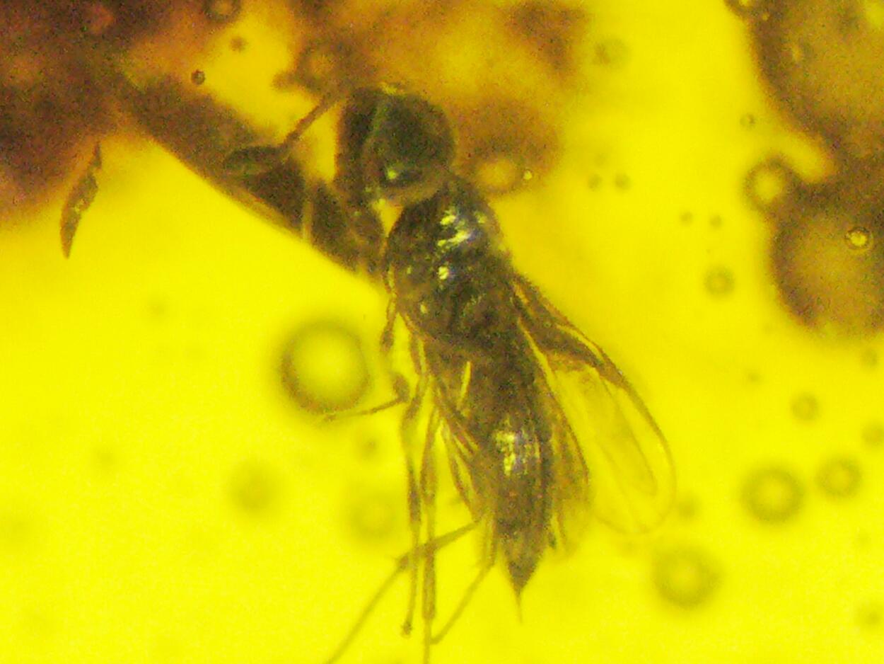 Amber With Inclusions