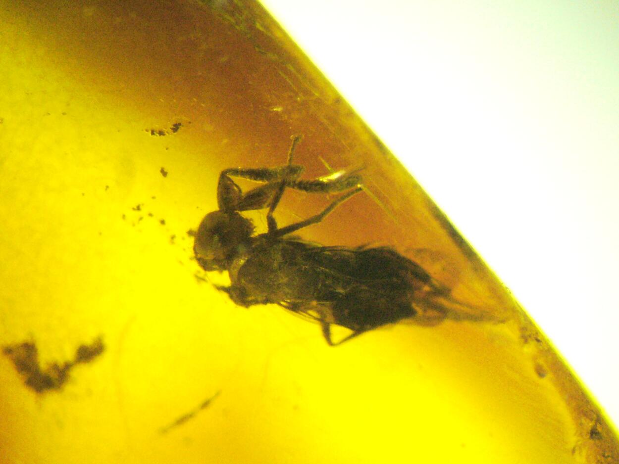 Amber With Inclusions
