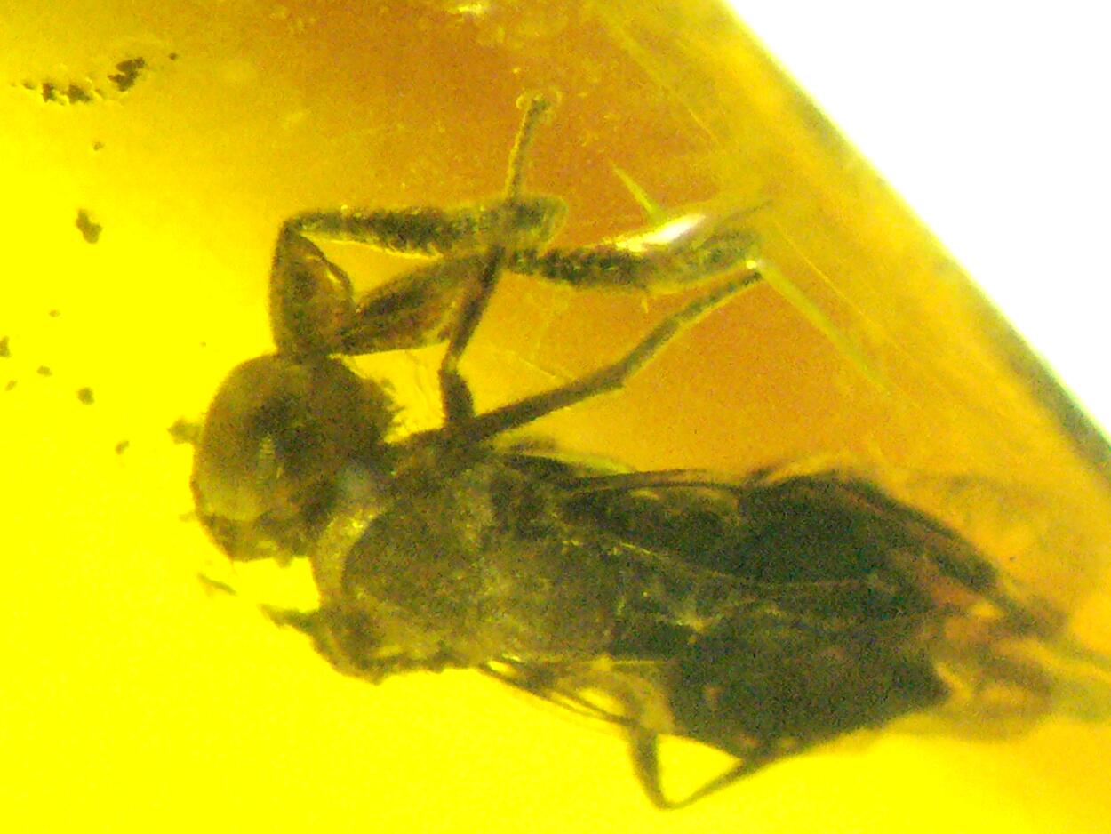 Amber With Inclusions