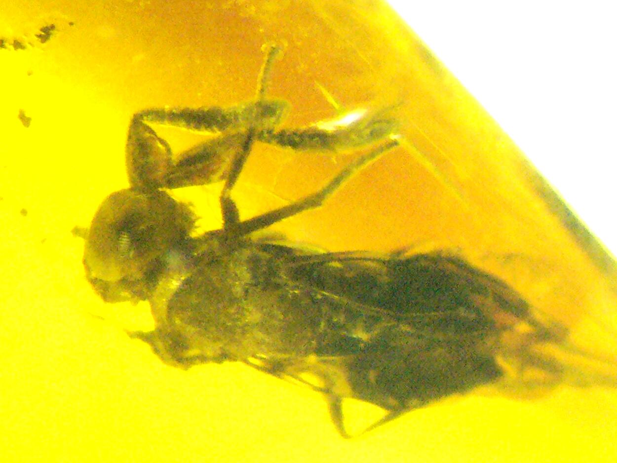 Amber With Inclusions