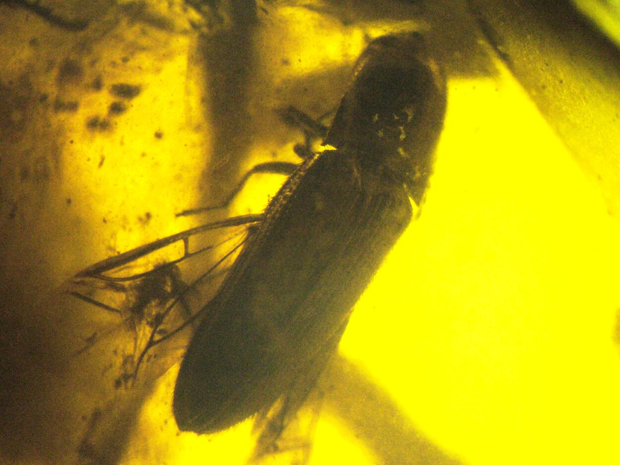 Amber With Inclusions