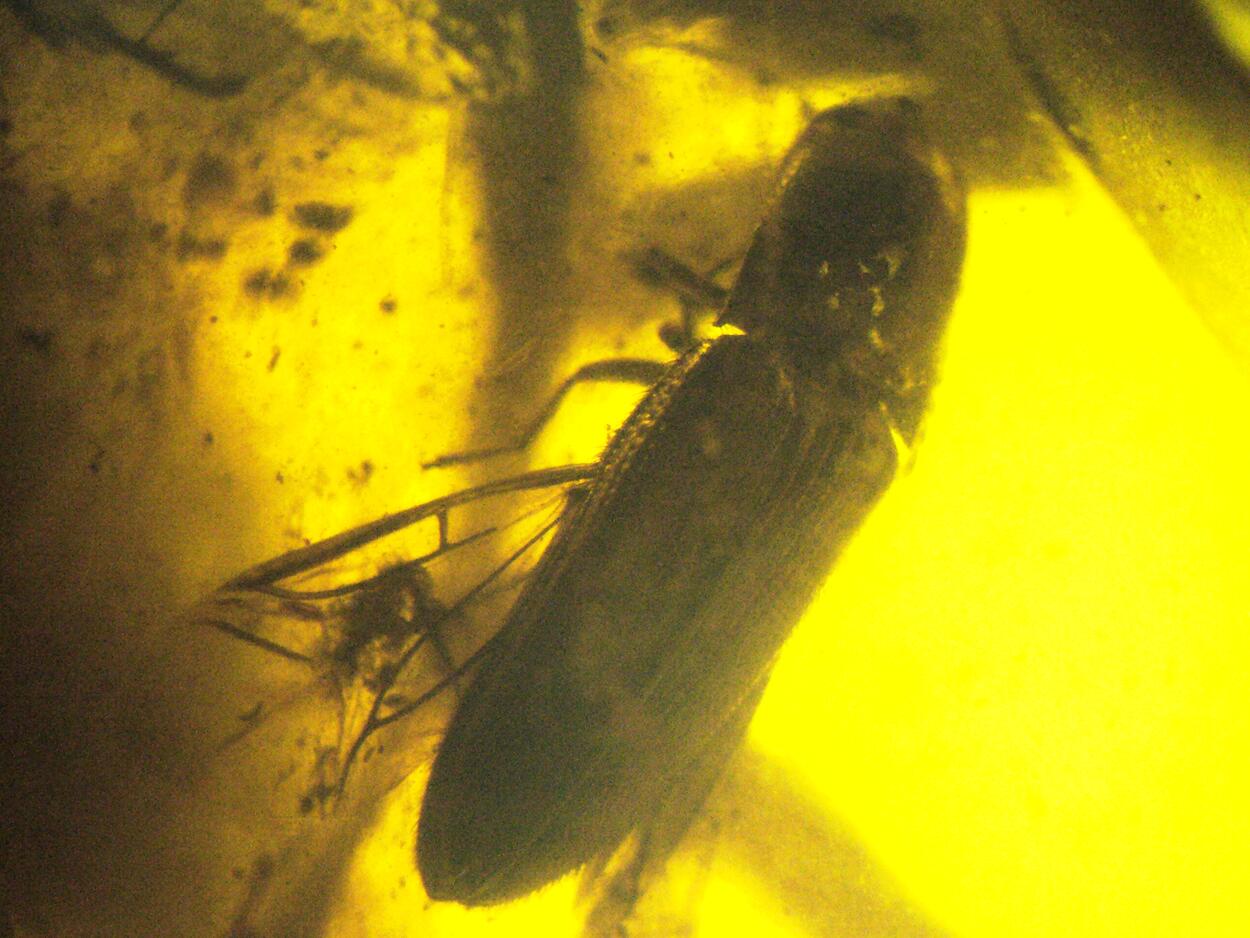 Amber With Inclusions