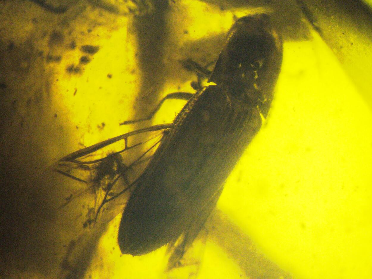 Amber With Inclusions