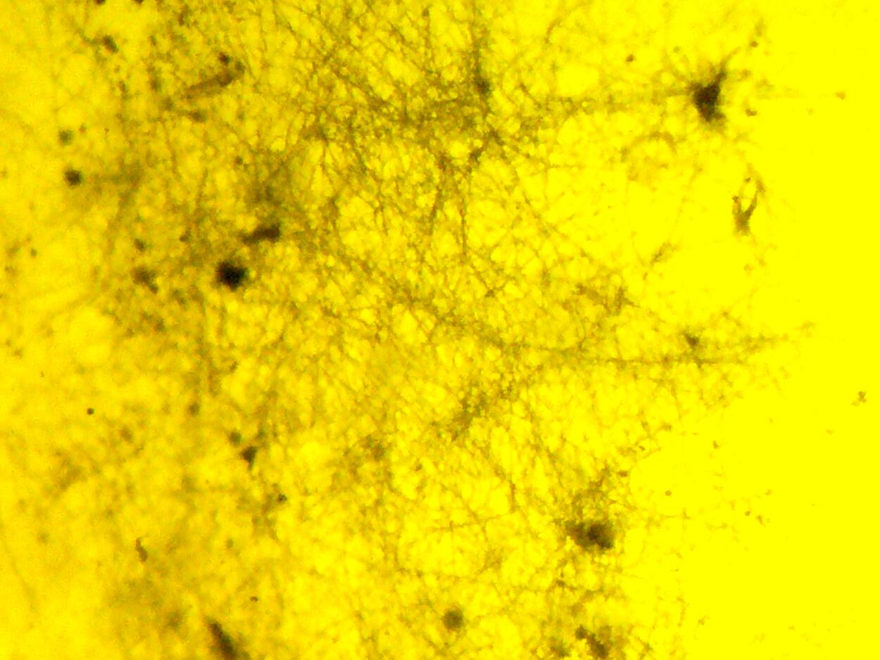 Amber With Inclusions