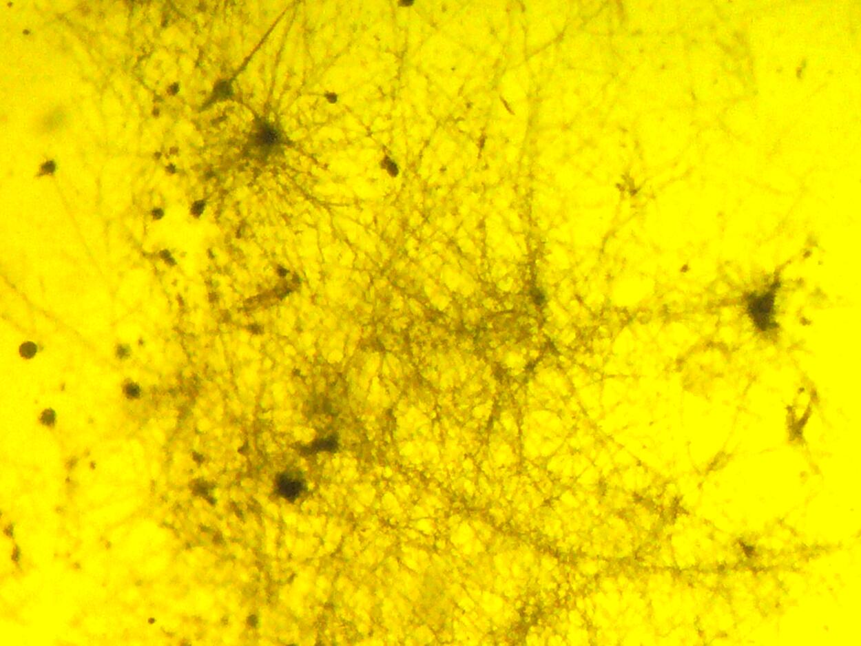 Amber With Inclusions