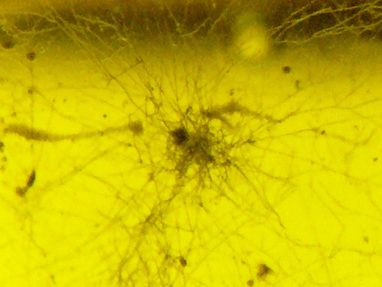 Amber With Inclusions