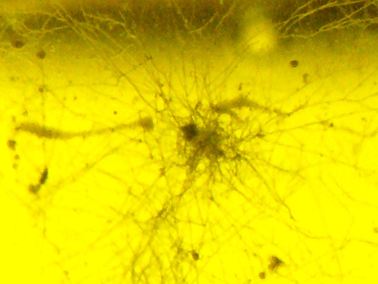 Amber With Inclusions