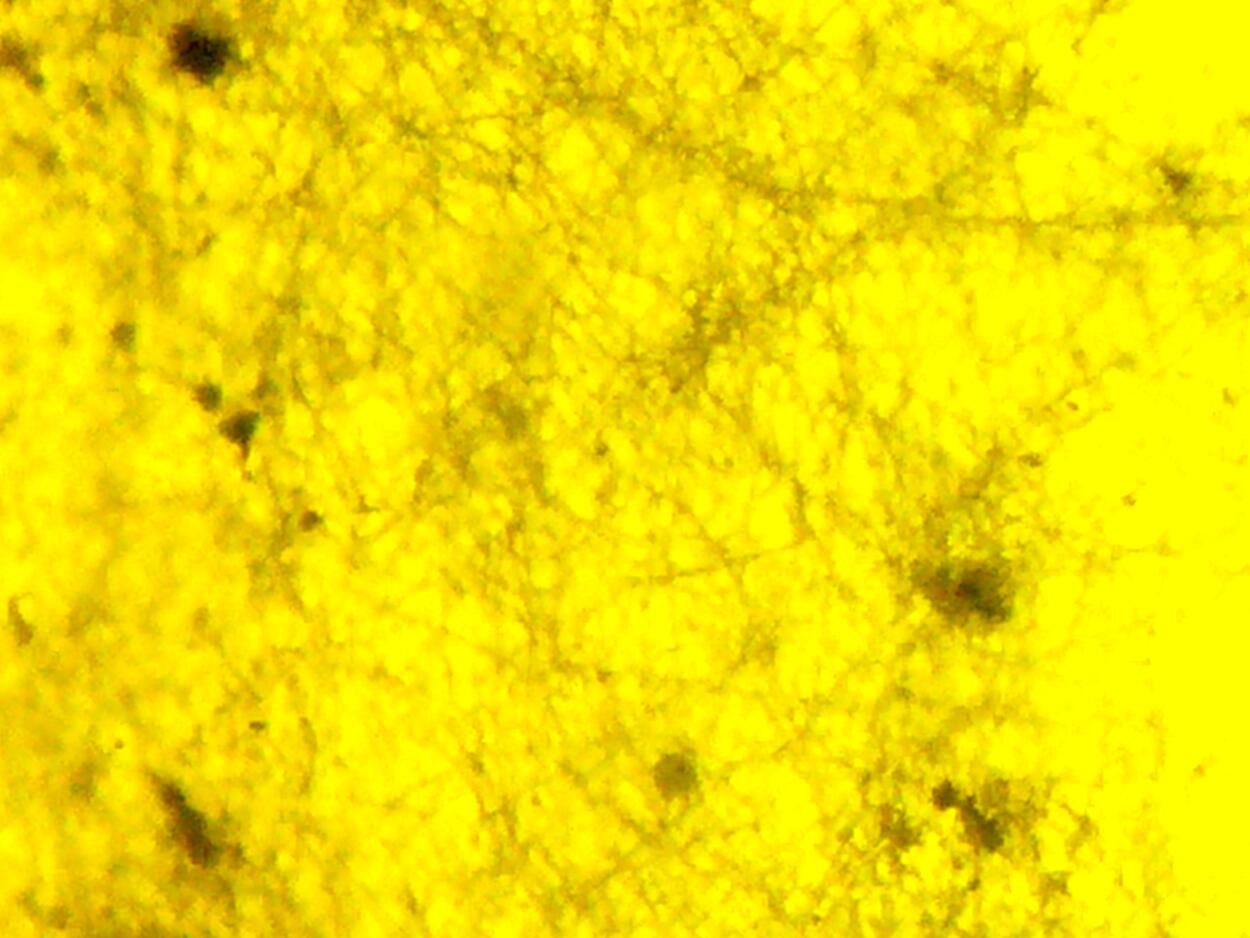 Amber With Inclusions