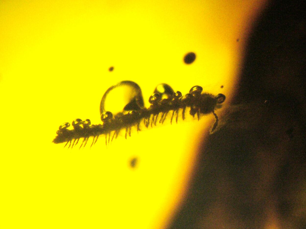 Amber With Inclusions