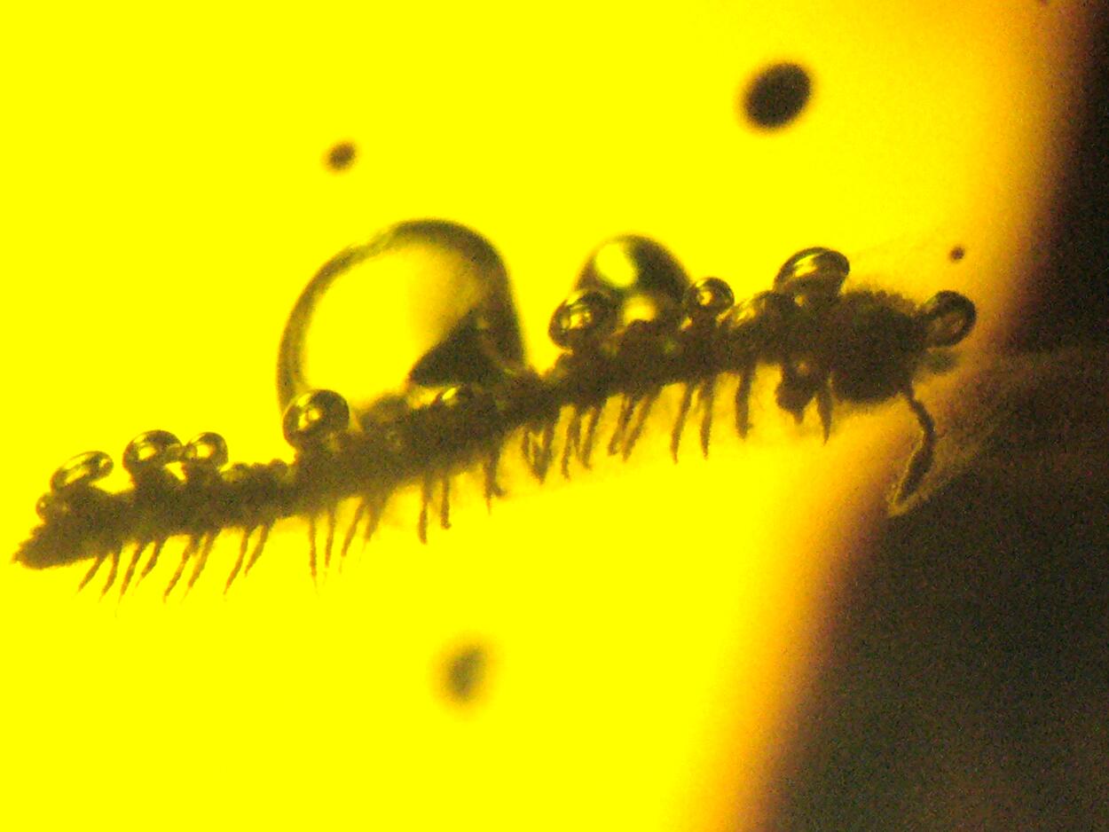 Amber With Inclusions