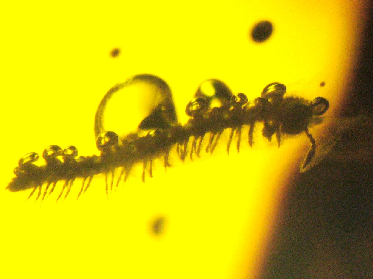 Amber With Inclusions