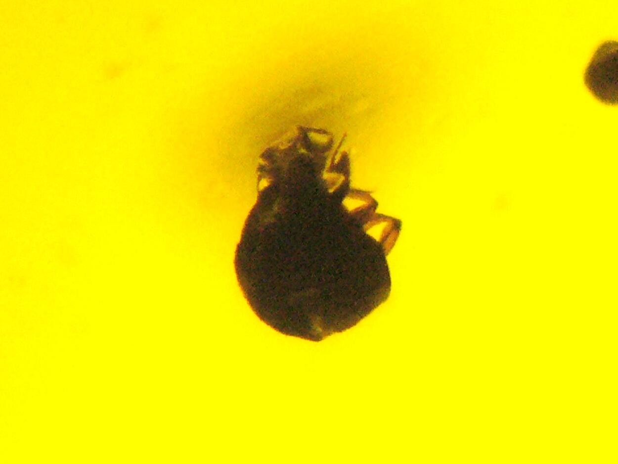 Amber With Inclusions