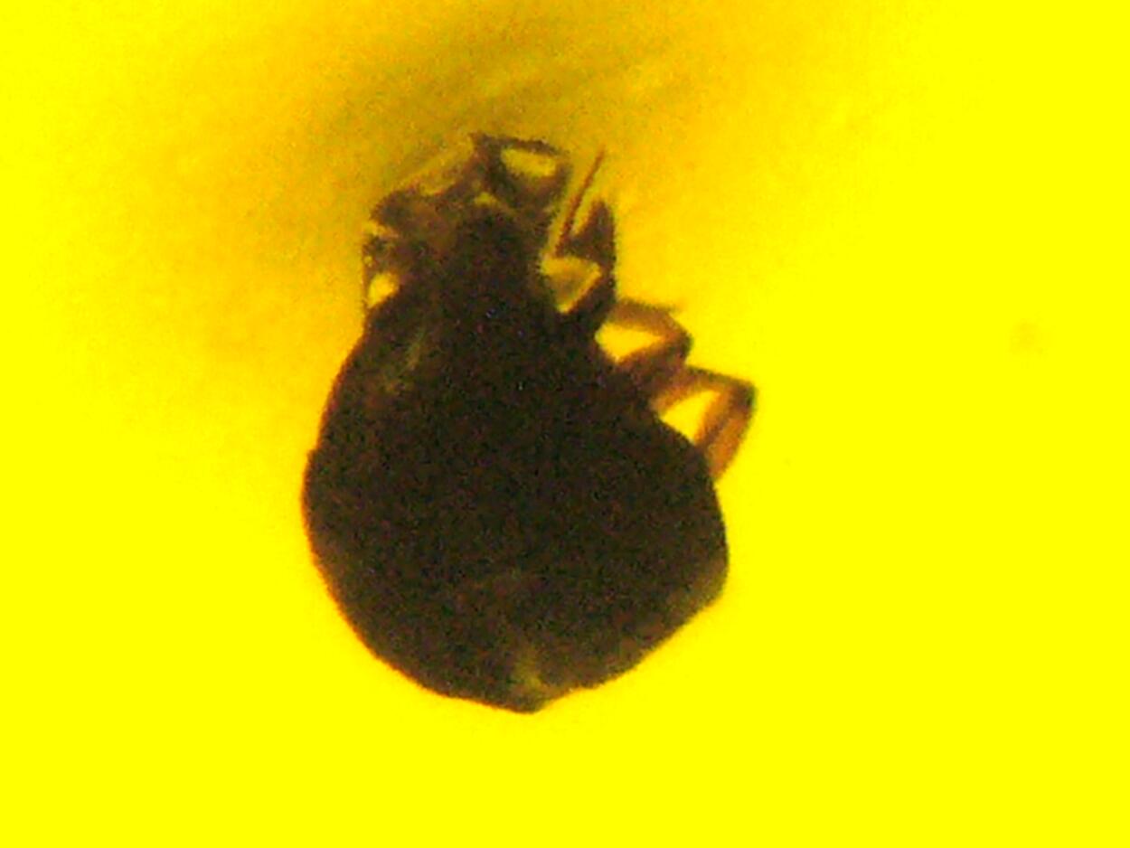 Amber With Inclusions