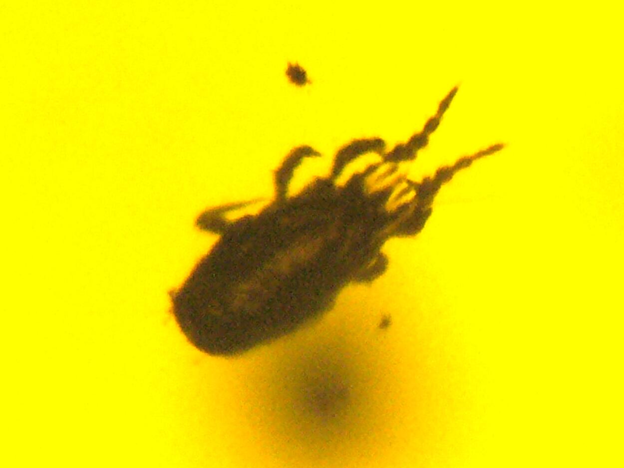 Amber With Inclusions