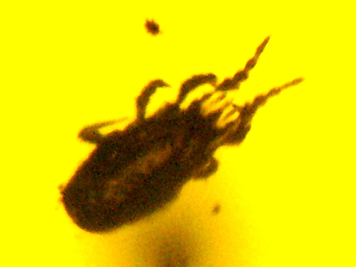 Amber With Inclusions