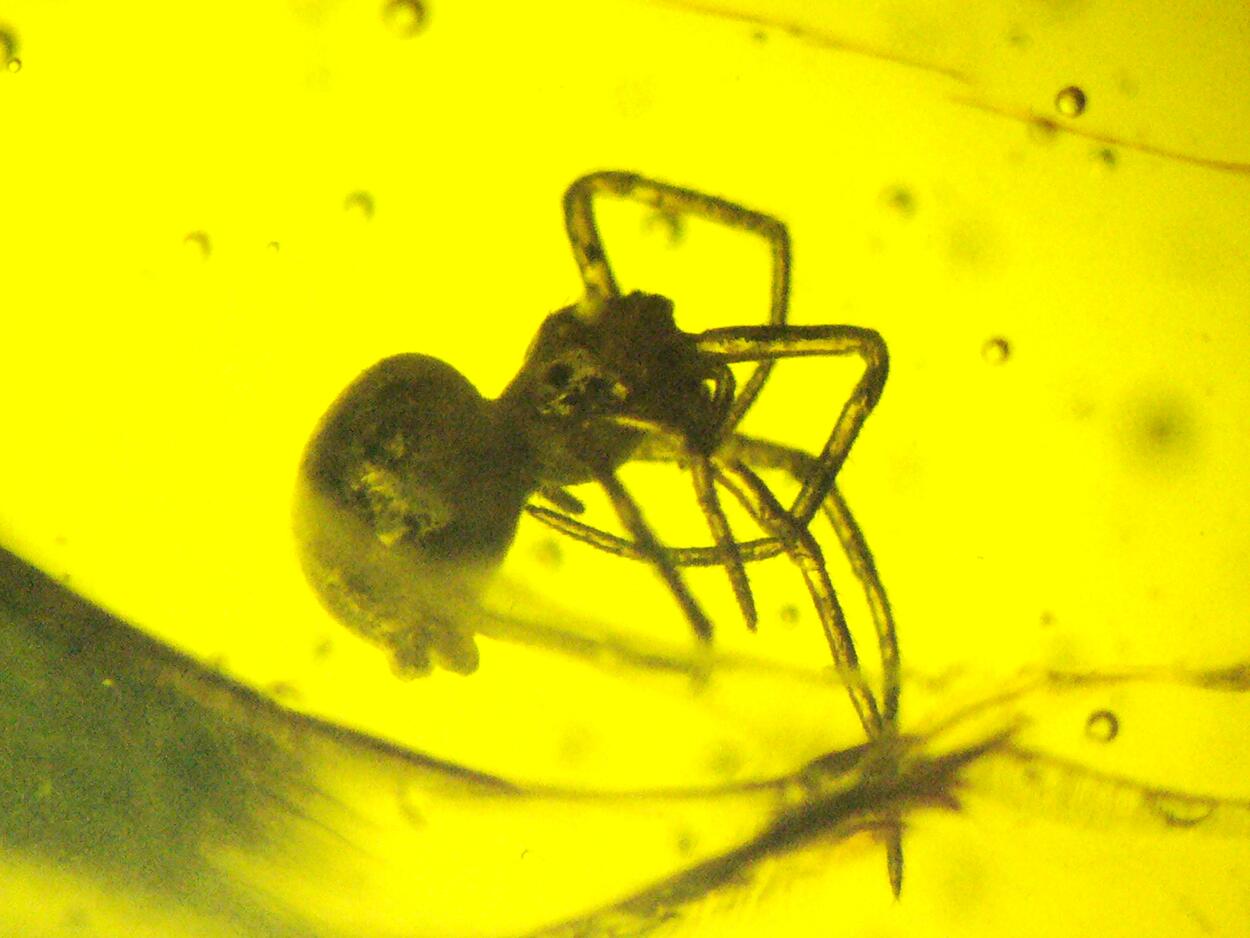 Amber With Inclusions