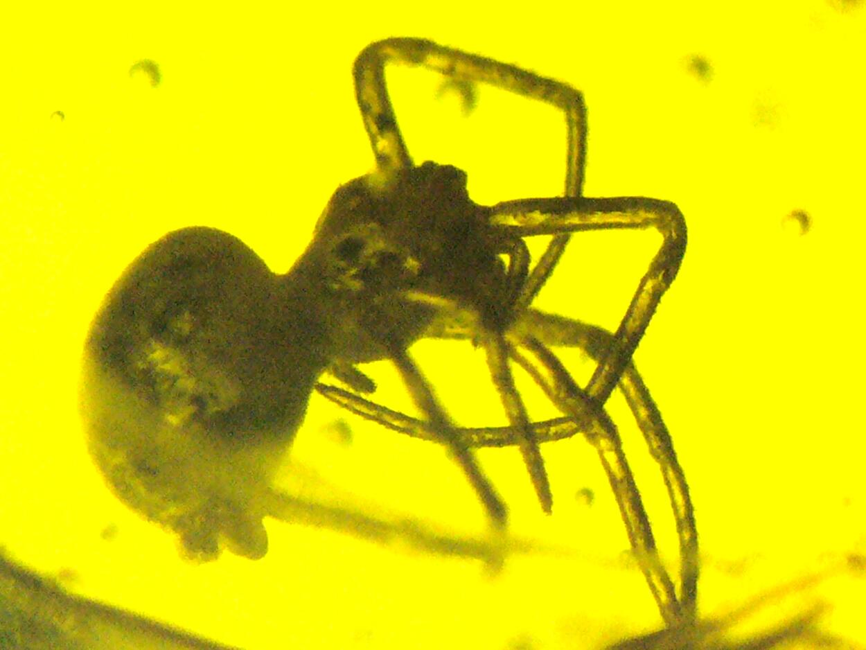 Amber With Inclusions