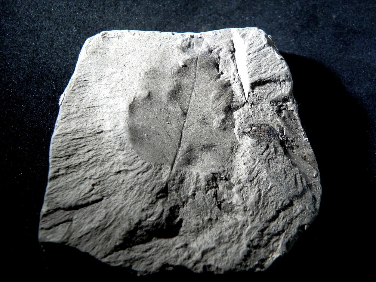 Fossil