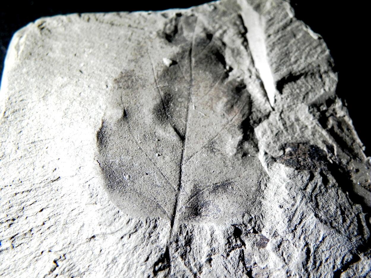 Fossil