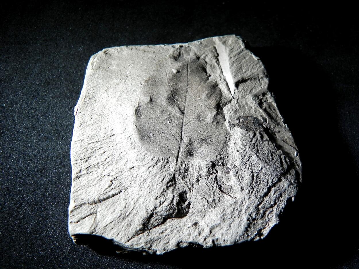 Fossil