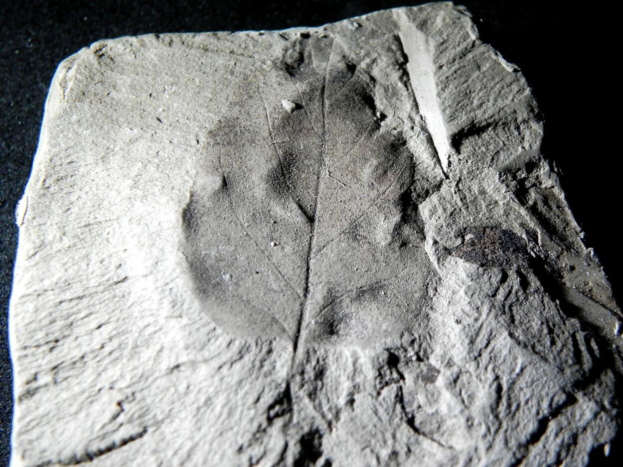Fossil