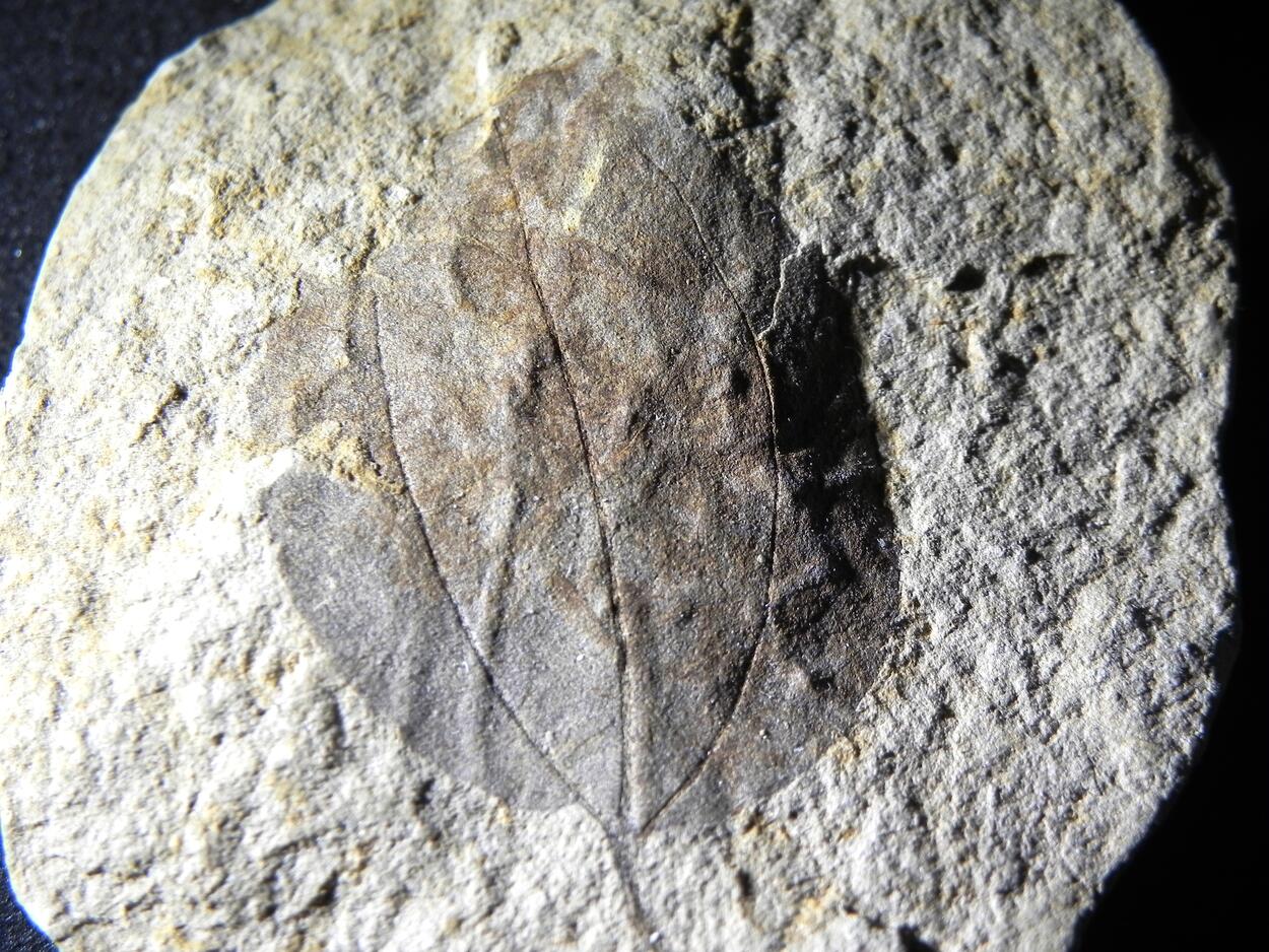 Fossil