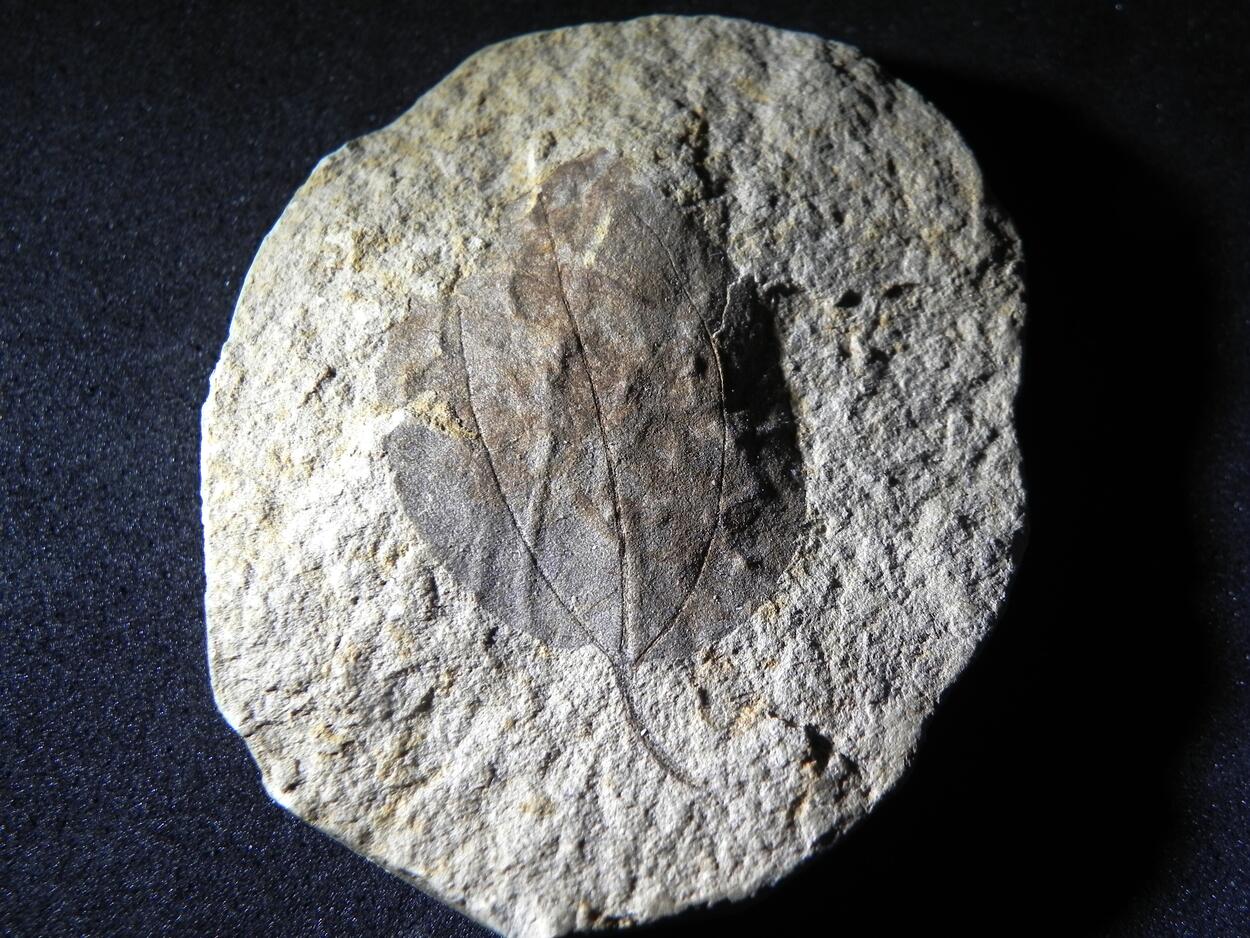 Fossil
