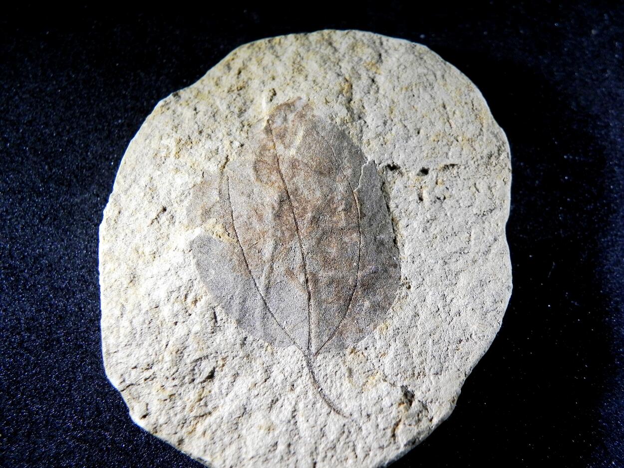 Fossil