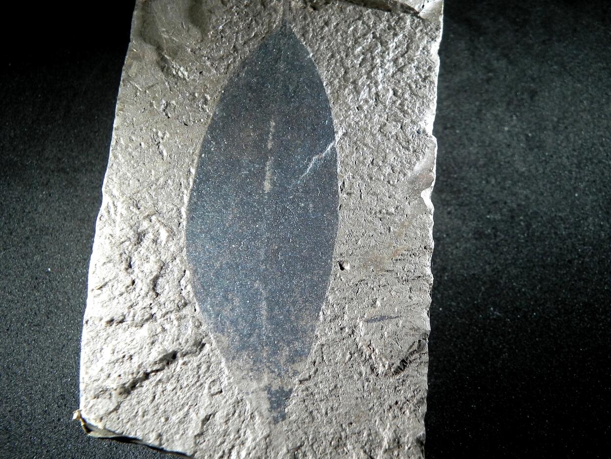 Fossil