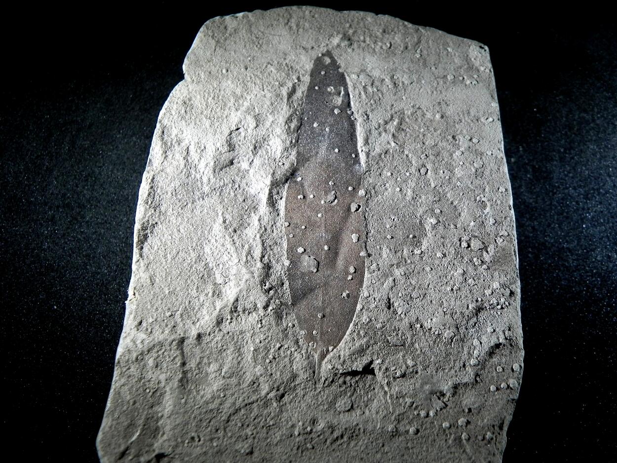 Fossil