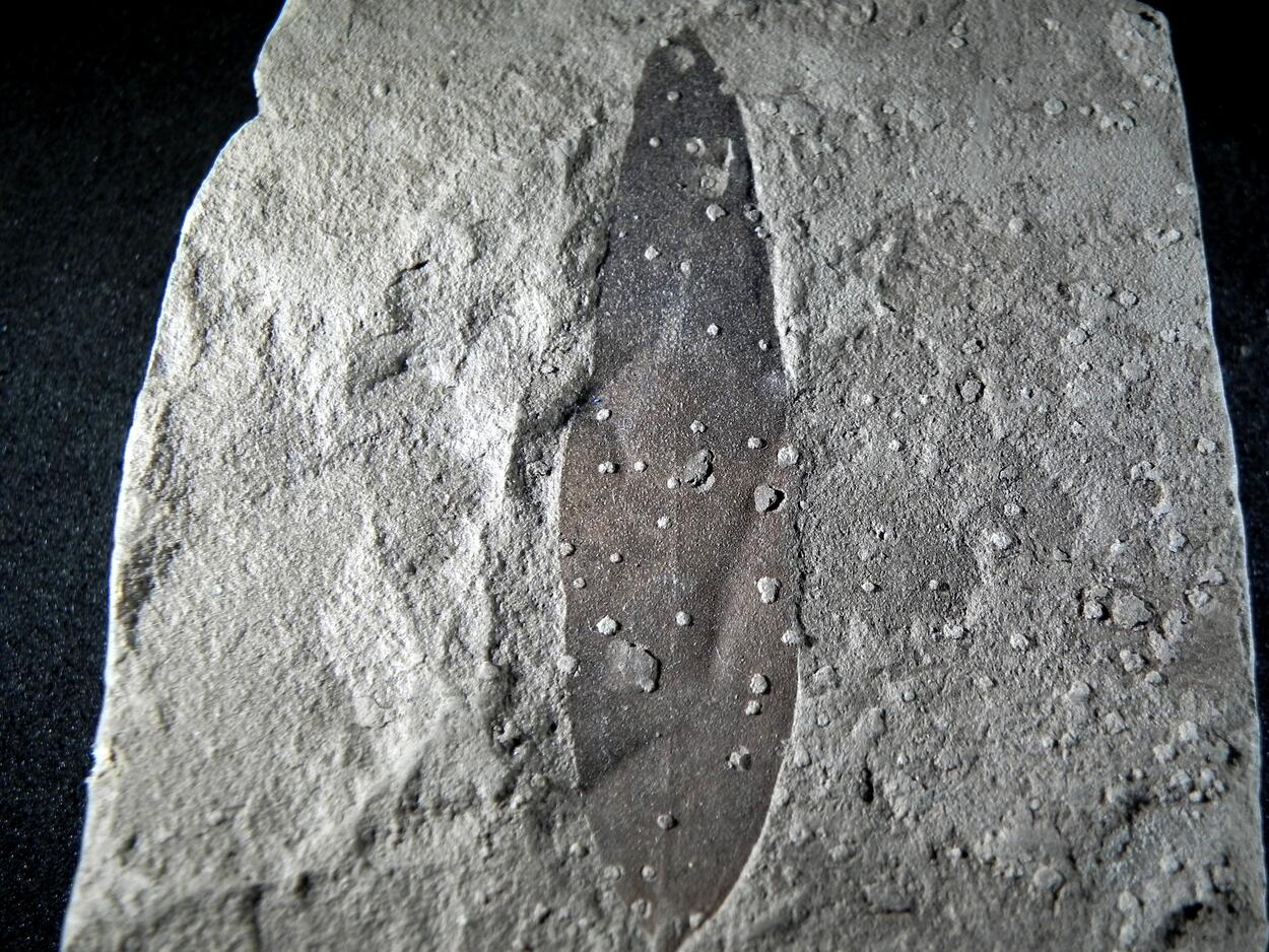Fossil