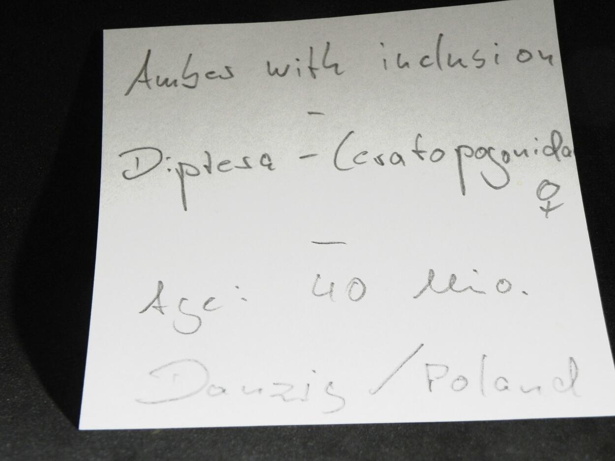 Amber With Inclusions