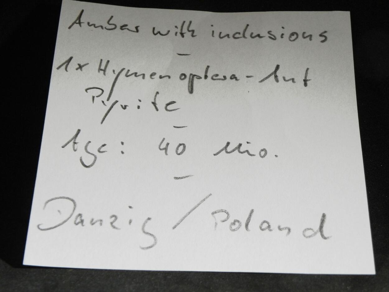 Amber With Inclusions