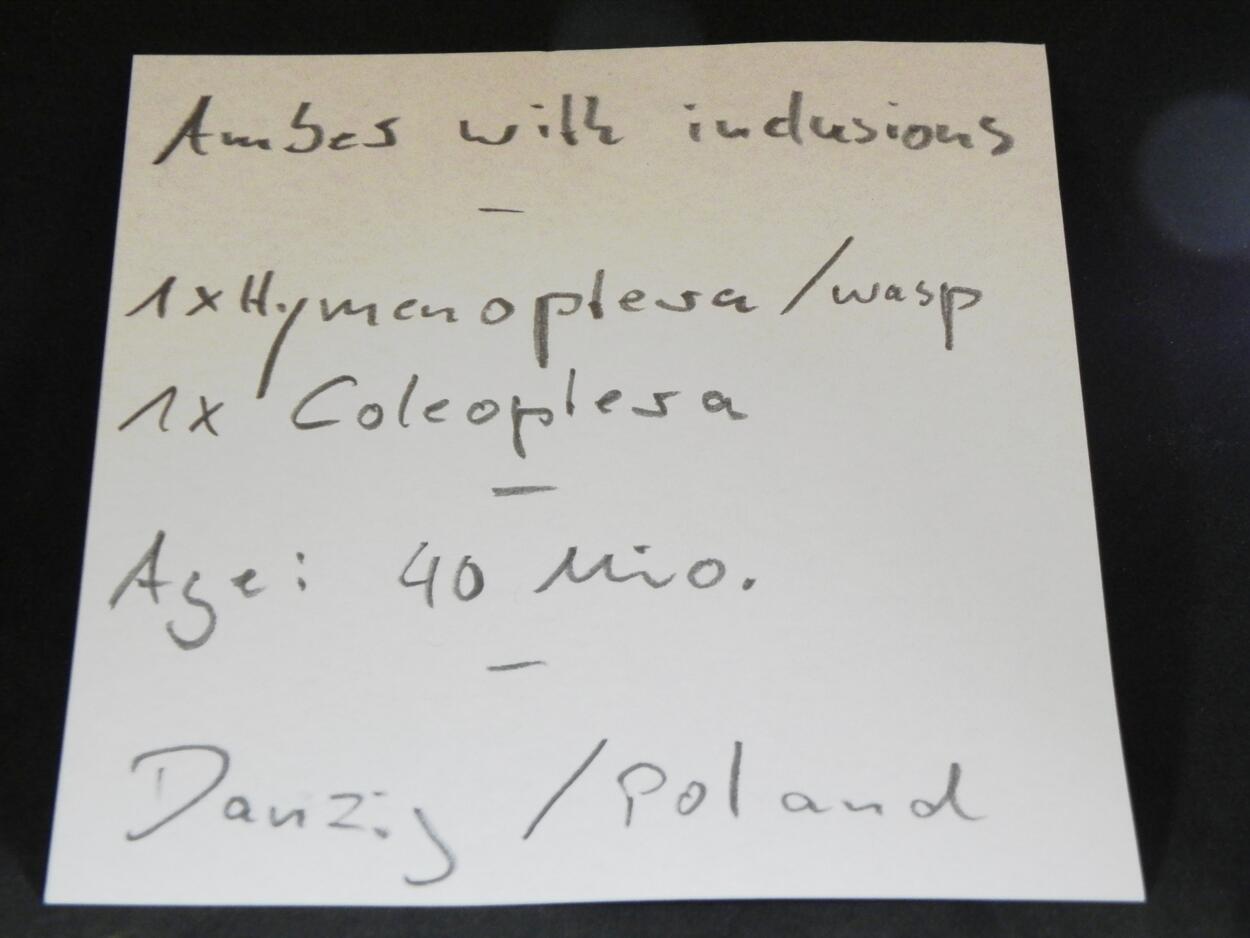 Amber With Inclusions