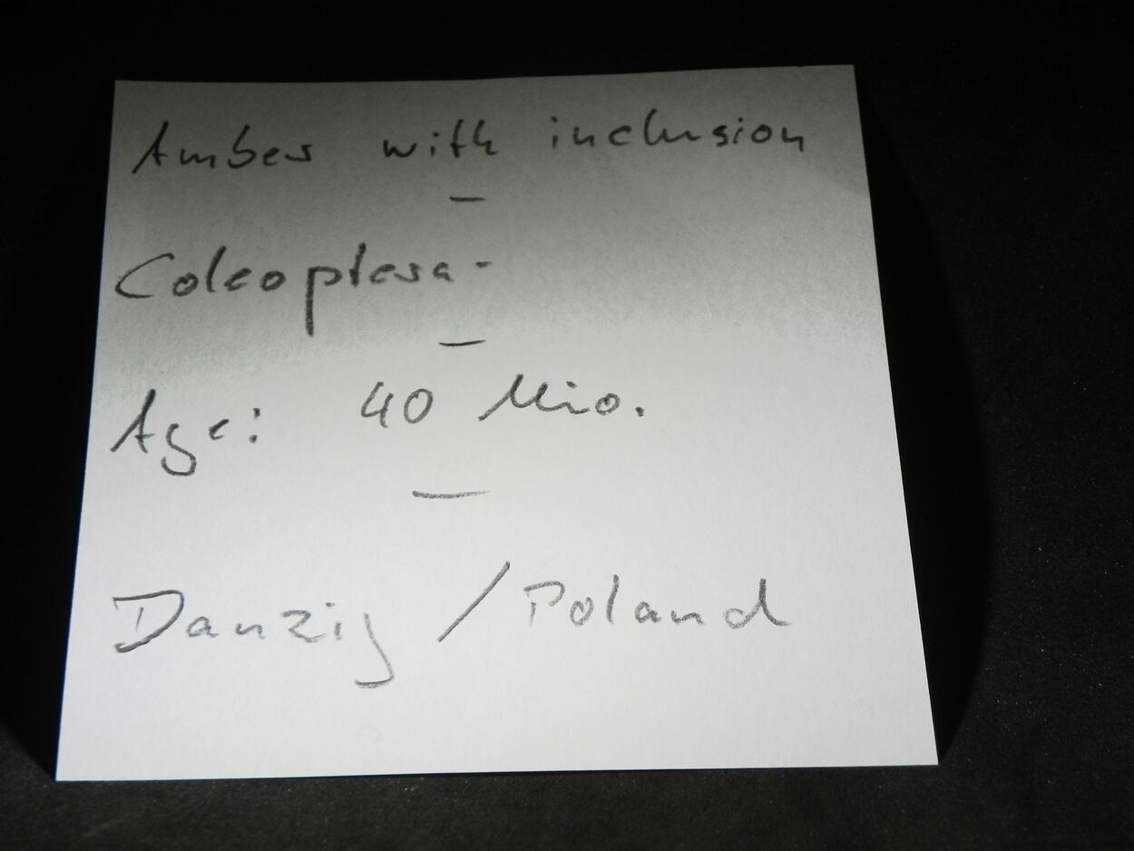 Amber With Inclusions