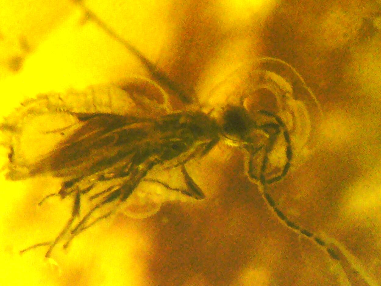 Amber With Inclusions