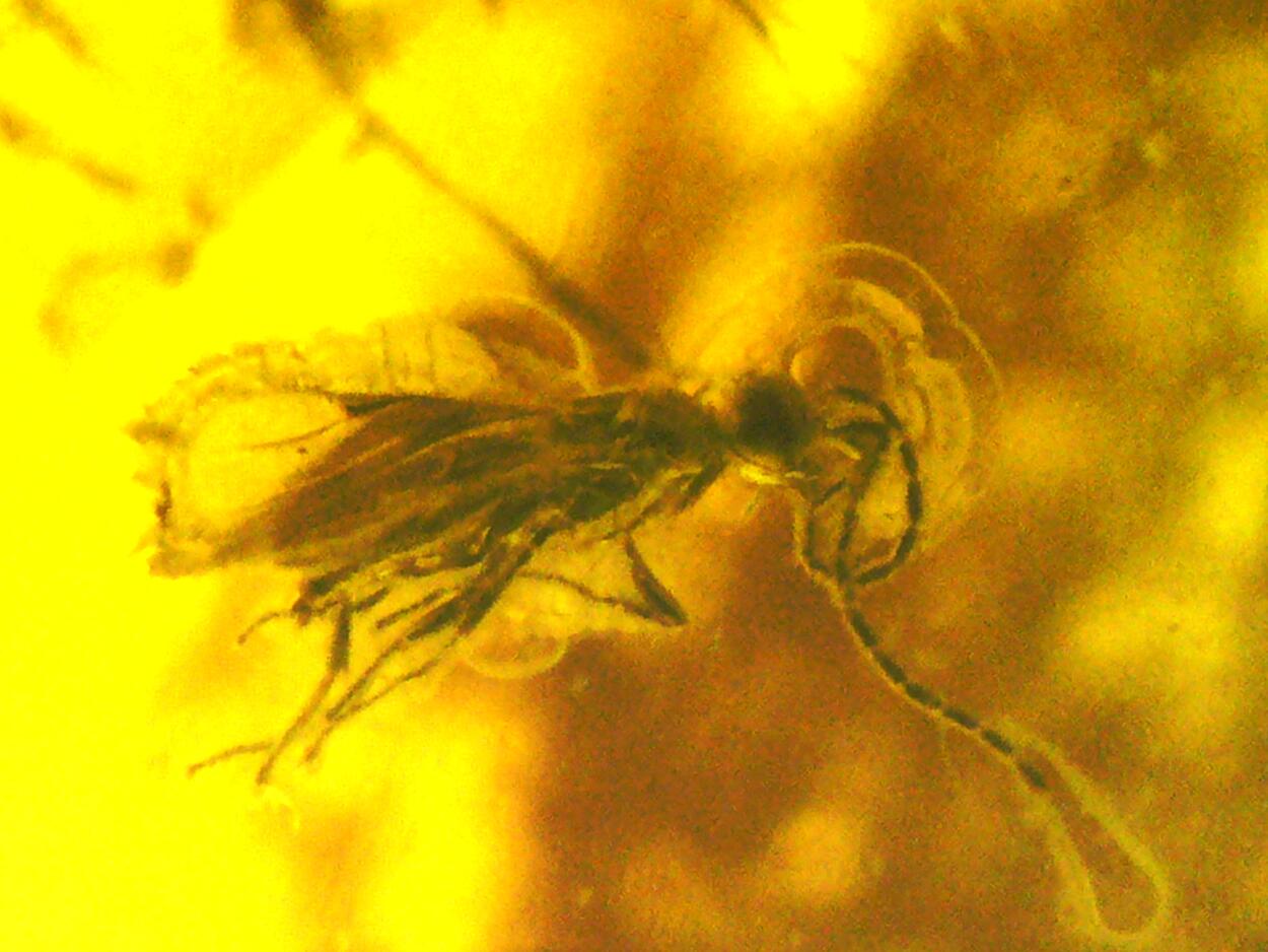 Amber With Inclusions