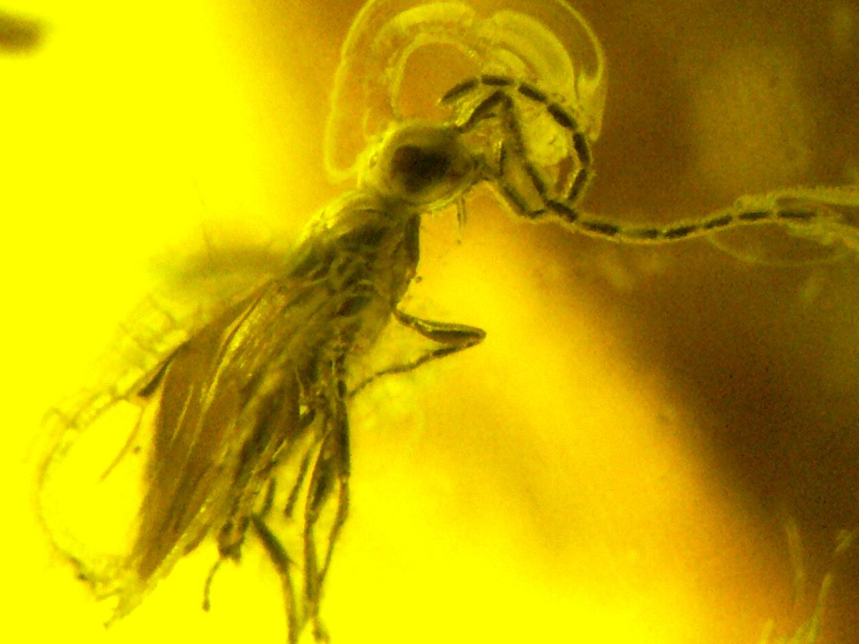 Amber With Inclusions