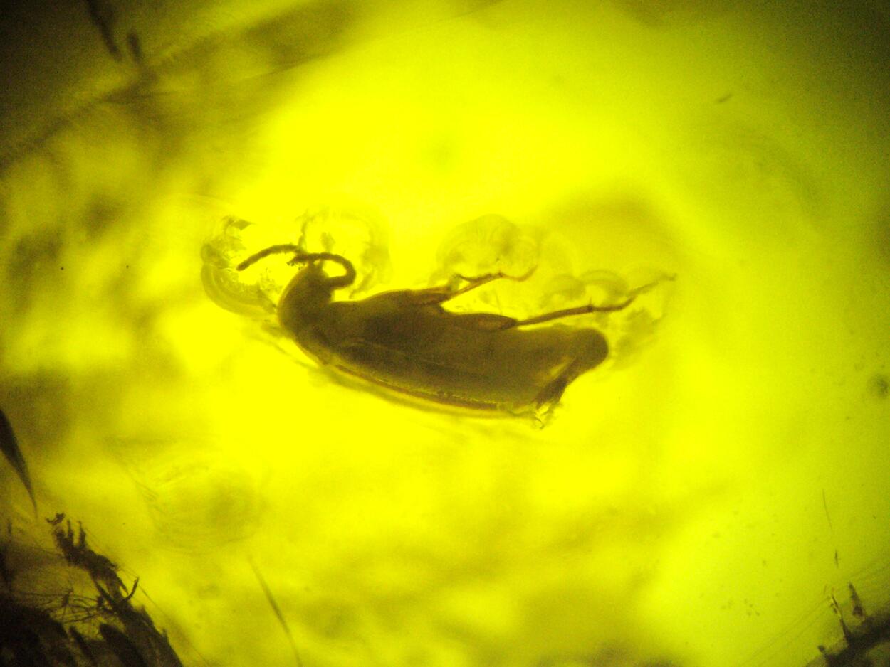 Amber With Inclusions