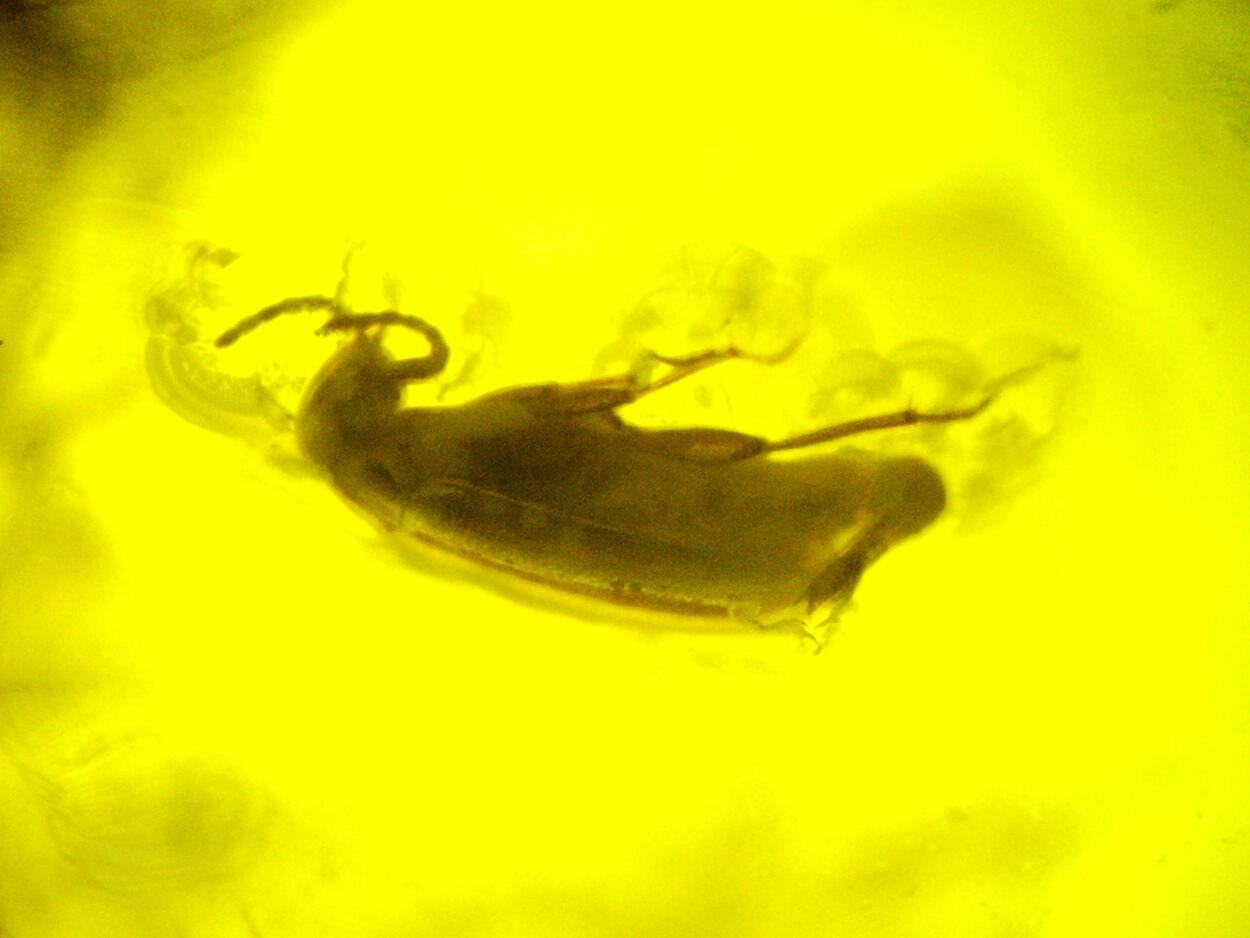 Amber With Inclusions