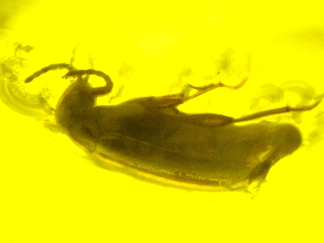 Amber With Inclusions