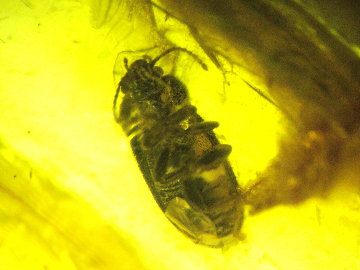 Amber With Inclusions