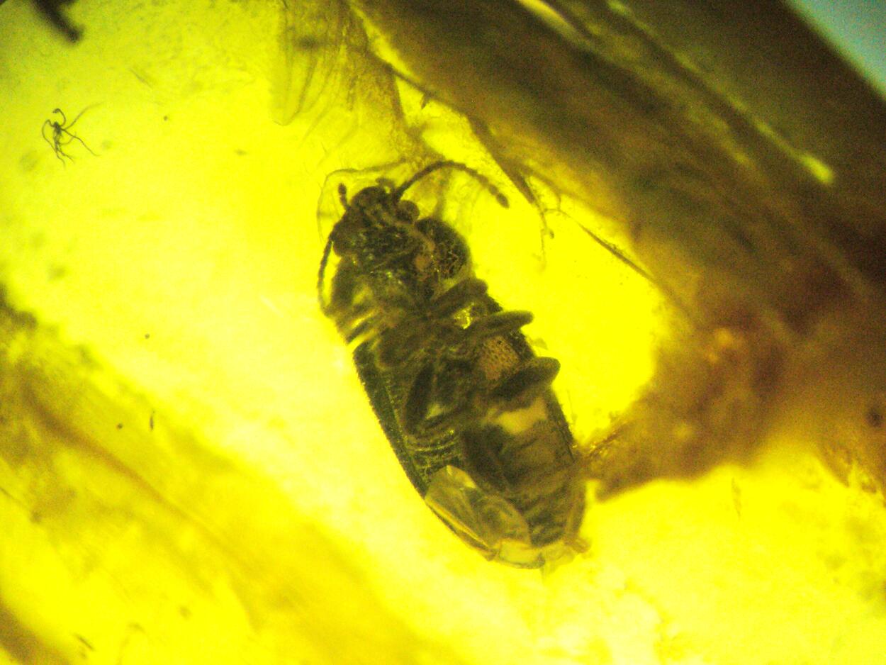 Amber With Inclusions