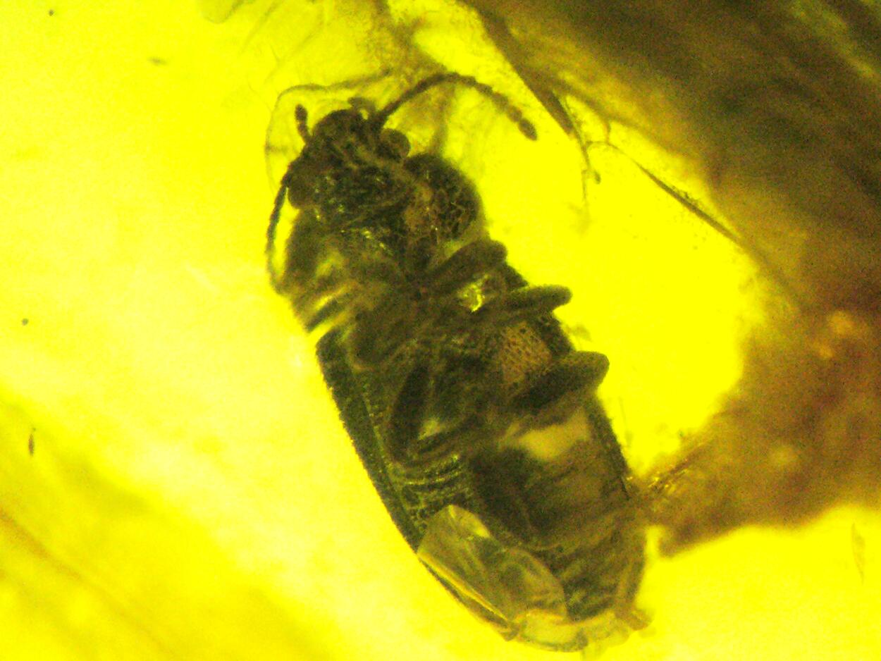 Amber With Inclusions