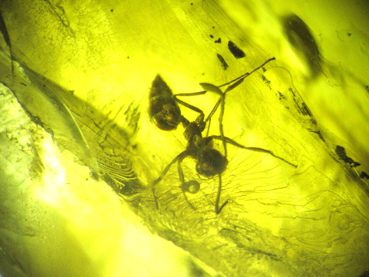 Amber With Inclusions