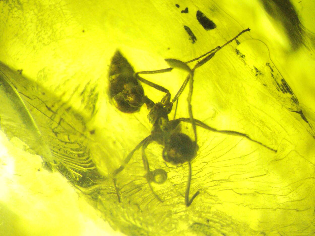 Amber With Inclusions