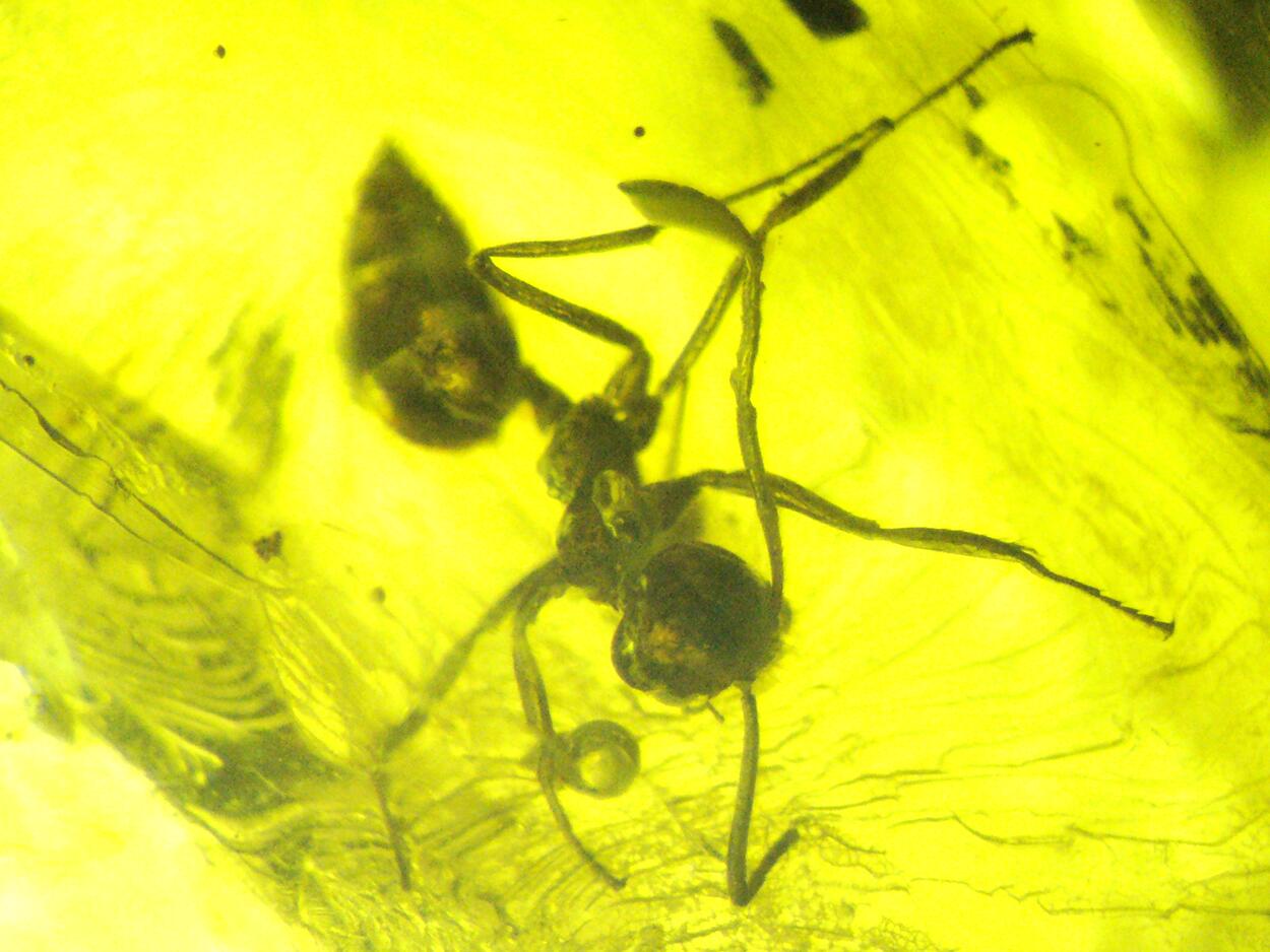 Amber With Inclusions