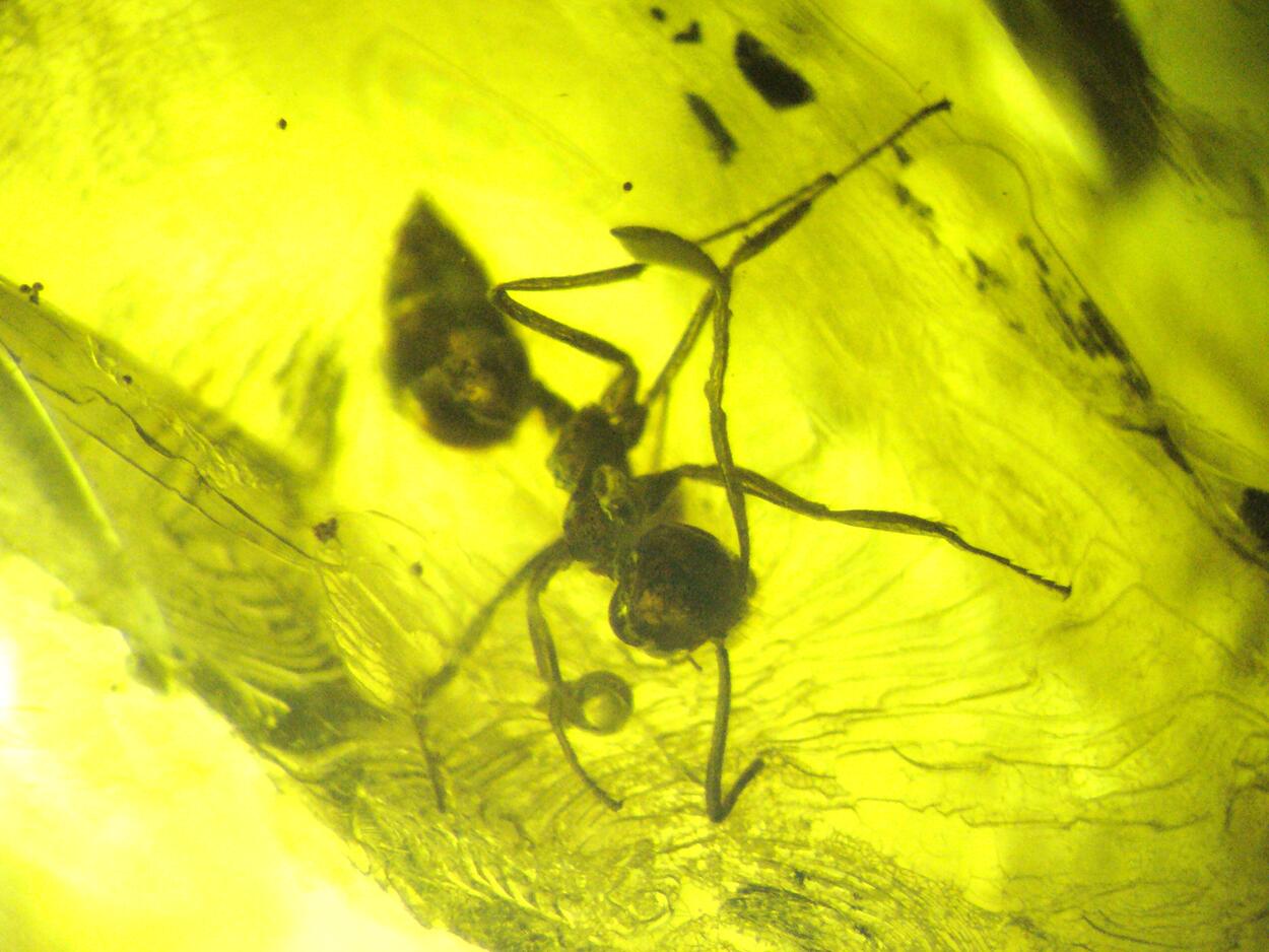 Amber With Inclusions